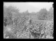 Ereignis (Positivo) di Ellmenreich, Albert (1918/08/16 - 1918/08/16)