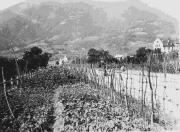 Straße (Positivo) di Ellmenreich, Albert (1917/06/22 - 1917/06/22)