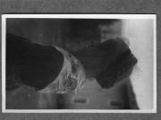 ritratto di donna (Positivo) di Pokorny, Bruno (1925/01/01 - 1946/12/31)