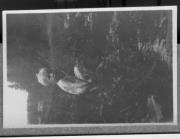 Einzelbildnis (Positivo) di Pokorny, Bruno (1926/08/02 - 1926/08/02)