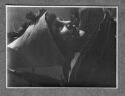 ritratto di donna (Positivo) di Pokorny, Bruno (1925/01/01 - 1946/12/31)