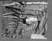 ritratto di donna (Positivo) di Pokorny, Bruno (1925/01/01 - 1946/12/31)