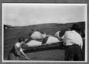 Bäuerliche Arbeit (Positivo) di Pokorny, Bruno (1925/01/01 - 1946/12/31)