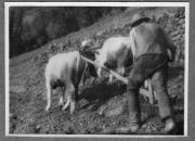 Bäuerliche Arbeit (Positivo) di Pokorny, Bruno (1925/01/01 - 1946/12/31)