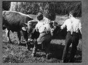 Bäuerliche Arbeit (Positivo) di Pokorny, Bruno (1925/01/01 - 1946/12/31)