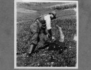 Bäuerliche Arbeit (Positivo) di Pokorny, Bruno (1925/01/01 - 1946/12/31)