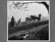 Bäuerliche Arbeit (Positivo) di Pokorny, Bruno (1925/01/01 - 1946/12/31)