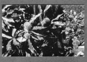 Landschaft (Positivo) di Pokorny, Bruno (1925/01/01 - 1946/12/31)