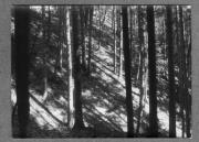 Landschaft (Positivo) di Pokorny, Bruno (1925/01/01 - 1965/12/31)