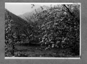 Landschaft (Positivo) di Pokorny, Bruno (1925/01/01 - 1946/12/31)