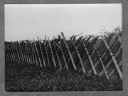 Landschaft (Positivo) di Pokorny, Bruno (1925/01/01 - 1946/12/31)