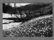 Landschaft (Positivo) di Pokorny, Bruno (1925/01/01 - 1946/12/31)