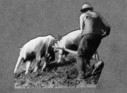 Bäuerliche Arbeit (Positivo) di Pokorny, Bruno (1925/01/01 - 1946/12/31)