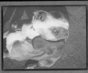 Tier (Positivo) di Pokorny, Bruno (1925/01/01 - 1946/12/31)