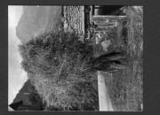 Bäuerliche Arbeit (Positivo) di Pokorny, Bruno (1925/01/01 - 1946/12/31)