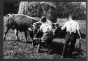 Bäuerliche Arbeit (Positivo) di Pokorny, Bruno (1925/01/01 - 1946/12/31)