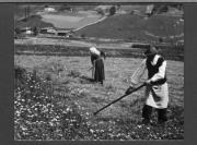 Bäuerliche Arbeit (Positivo) di Pokorny, Bruno (1925/01/01 - 1946/12/31)
