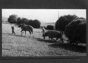 Bäuerliche Arbeit (Positivo) di Pokorny, Bruno (1925/01/01 - 1946/12/31)