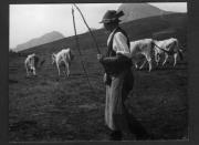 Tier (Positivo) di Pokorny, Bruno (1925/01/01 - 1946/12/31)