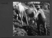 Bäuerliche Arbeit (Positivo) di Pokorny, Bruno (1925/01/01 - 1946/12/31)