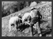 Bäuerliche Arbeit (Positivo) di Pokorny, Bruno (1925/01/01 - 1946/12/31)