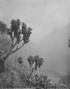 Landschaft (Positivo) (1909/01/01 - 1909/12/31)