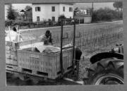 Bäuerliche Arbeit (Positivo) (1975/01/01 - 1990/12/31)