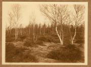 Landschaft (Positivo) (1922/12/01 - 1923/05/31)