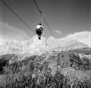 bosco (Positivo) di Foto Hermann Frass, Bozen,Hermann Frass (1952/07/01 - 1952/07/31)