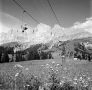 bosco (Positivo) di Foto Hermann Frass, Bozen,Hermann Frass (1952/07/01 - 1952/07/31)