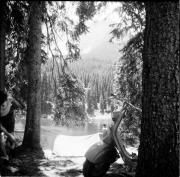 bosco (Positivo) di Foto Hermann Frass, Bozen,Hermann Frass (1952/07/01 - 1952/07/31)