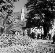 palma (Positivo) di Foto Hermann Frass, Bozen,Hermann Frass (1954/10/01 - 1954/10/31)