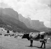 prato (Positivo) di Foto Hermann Frass, Bozen,Hermann Frass (1955/08/01 - 1955/08/31)