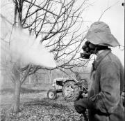 Spritzen (Landwirtschaft) (Positivo) di Foto Hermann Frass, Bozen,Hermann Frass (1956/12/01 - 1956/12/31)