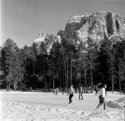 bosco (Positivo) di Foto Hermann Frass, Bozen,Hermann Frass (1959/02/01 - 1959/02/28)