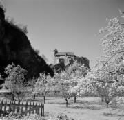 Obstbaum/Obst (Positivo) di Foto Hermann Frass, Bozen,Hermann Frass (1960/01/01 - 1960/12/31)