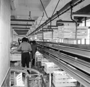 Arbeiter Obstgenossenschaft/Obstmagazin (Positivo) di Foto Hermann Frass, Bozen,Hermann Frass (1960/11/01 - 1960/11/13)