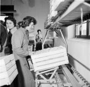 Obstmagazin (Positivo) di Foto Hermann Frass, Bozen,Hermann Frass (1955/11/01 - 1955/11/13)