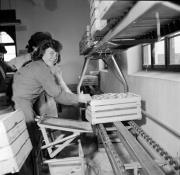 Obstmagazin (Positivo) di Foto Hermann Frass, Bozen,Hermann Frass (1955/11/01 - 1955/11/13)