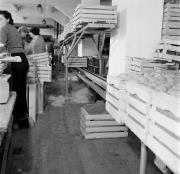 Obstmagazin (Positivo) di Foto Hermann Frass, Bozen,Hermann Frass (1955/11/01 - 1955/11/13)