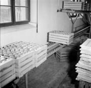 Obstmagazin (Positivo) di Foto Hermann Frass, Bozen,Hermann Frass (1955/11/01 - 1955/11/13)