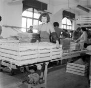 Obstmagazin (Positivo) di Foto Hermann Frass, Bozen,Hermann Frass (1955/11/01 - 1955/11/13)