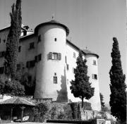 Zypresse (Positivo) di Foto Hermann Frass, Bozen,Hermann Frass (1950/01/01 - 1969/12/31)