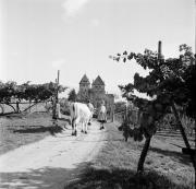 Feldweg (Positivo) di Foto Hermann Frass, Bozen,Hermann Frass (1961/01/01 - 1961/12/31)