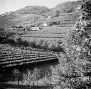 vitigno (Positivo) di Foto Hermann Frass, Bozen,Hermann Frass (1960/01/01 - 1980/12/31)