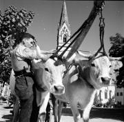 Kühe/Ochsen/Rinder bei der Transportarbeit (Positivo) di Foto Hermann Frass, Bozen,Hermann Frass (1950/01/01 - 1970/12/31)