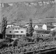 Weinkellerei Walch (Wilhelm) (Tramin) (Positivo) di Foto Hermann Frass, Bozen,Hermann Frass (1950/01/01 - 1970/12/31)