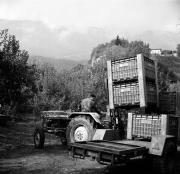 Traktor 1950-1999 (Positivo) di Foto Hermann Frass, Bozen,Hermann Frass (1975/01/01 - 1990/12/31)