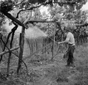 contadino (Positivo) di Foto Hermann Frass, Bozen,Hermann Frass (1955/01/01 - 1975/12/31)