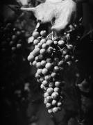 vitigno (Positivo) di Foto Hermann Frass, Bozen,Hermann Frass (1952/09/01 - 1952/10/31)